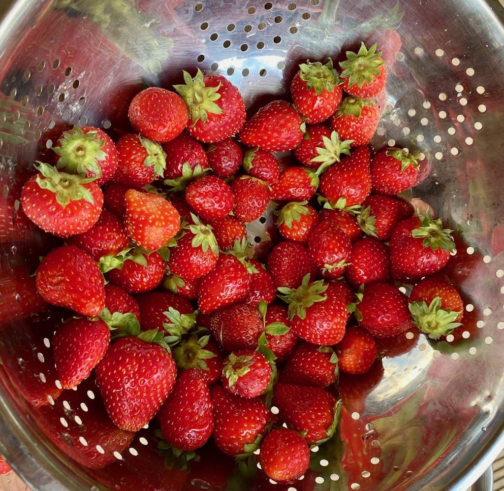 fraises aardbeien